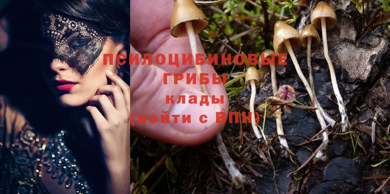 магазин продажи   Благодарный  Галлюциногенные грибы Magic Shrooms 